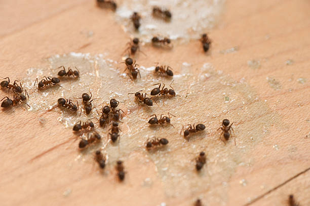Best Pest Inspection Near Me  in Indian River, MI